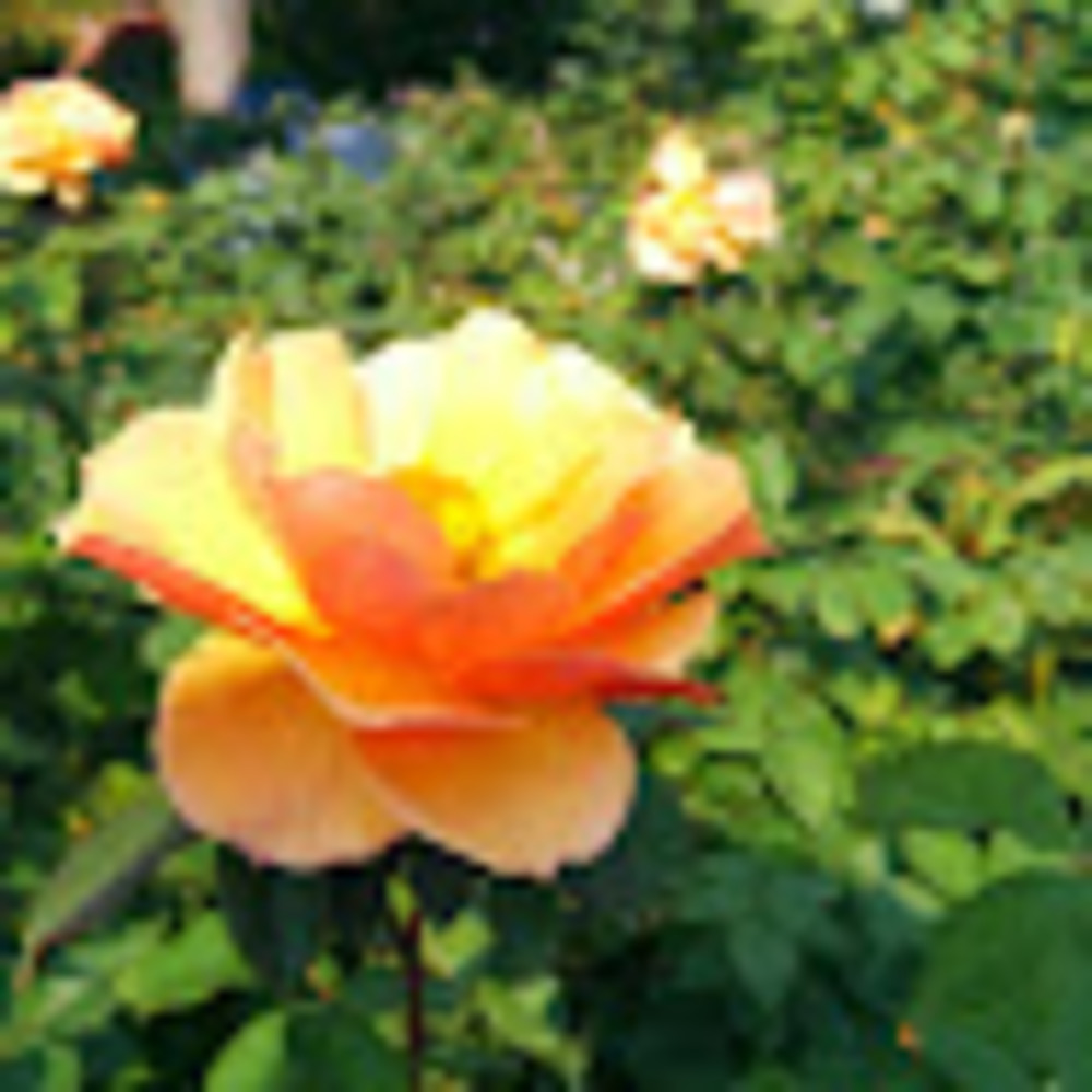 Meet your Posher, Darcy